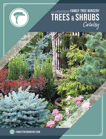 trees shrubs catalog nursery tree planting plant perfect nurseries vast filled selection